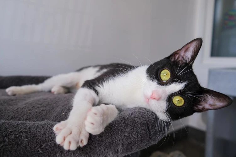 Zoe