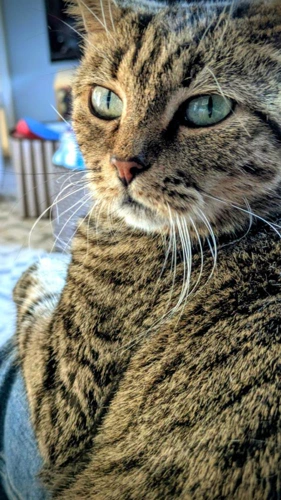 Tigger