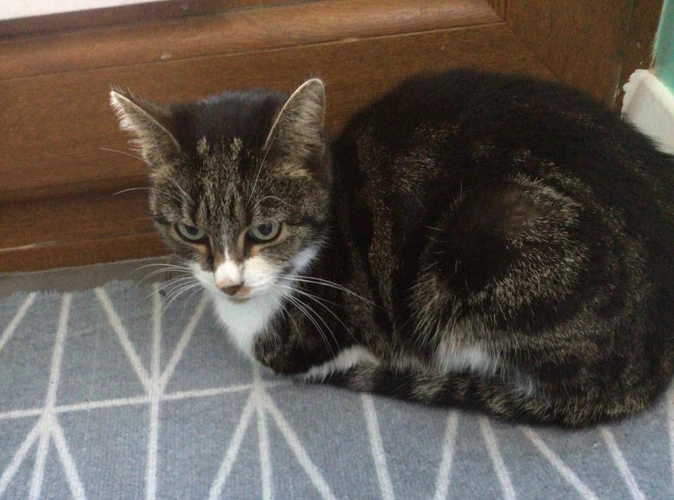 Maya