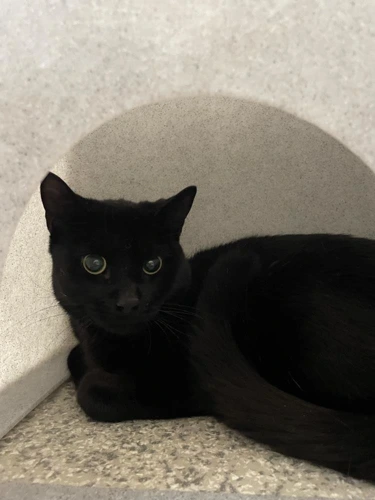 Rome 1 year old male