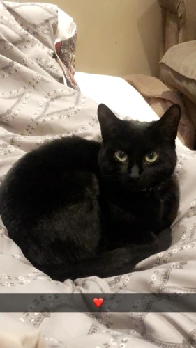Ebony