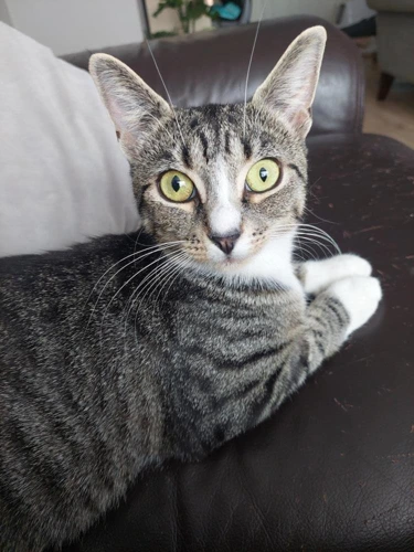 Gracie
