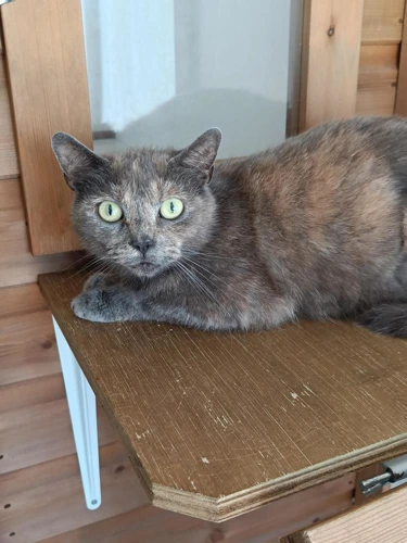 Duchess