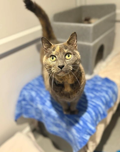 Taz