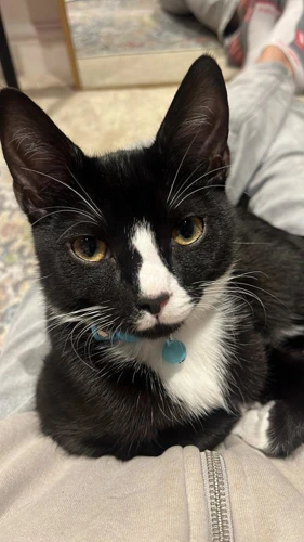 Oreo