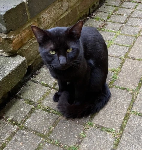 Stray - Sooty