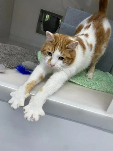 Simba