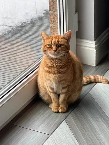 Simba