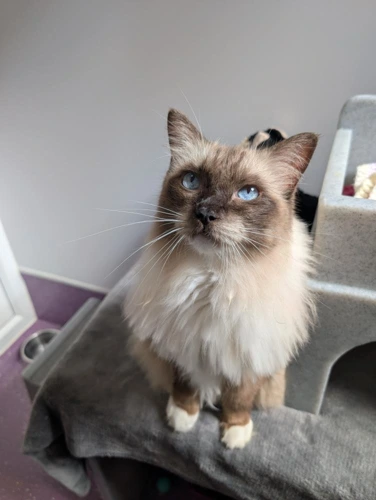 Bertie