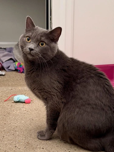 Merlin
