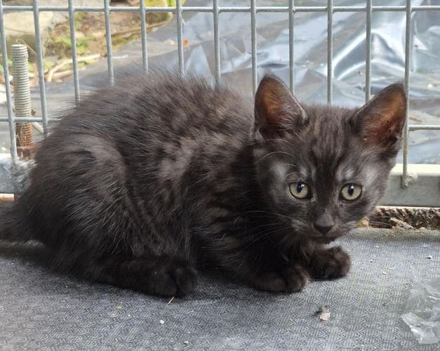 Kitten CC