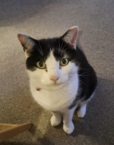 Bonnie