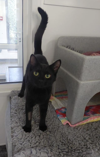 Greta