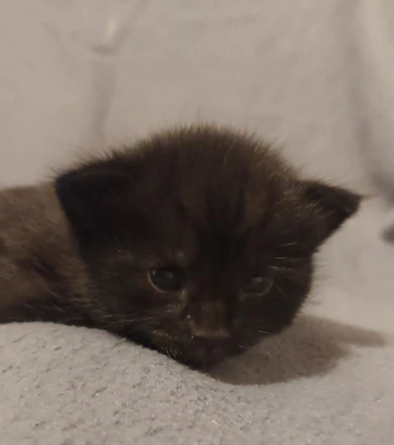 Onyx