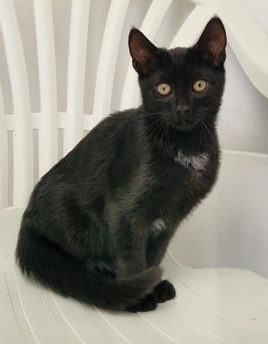 Chico