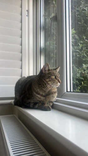 Bella