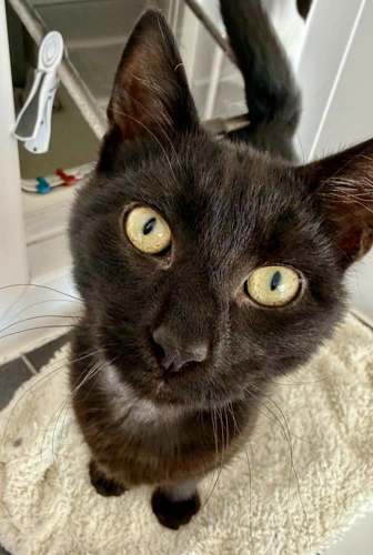 TChalla