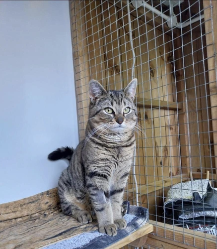 Moose ( was Silver )