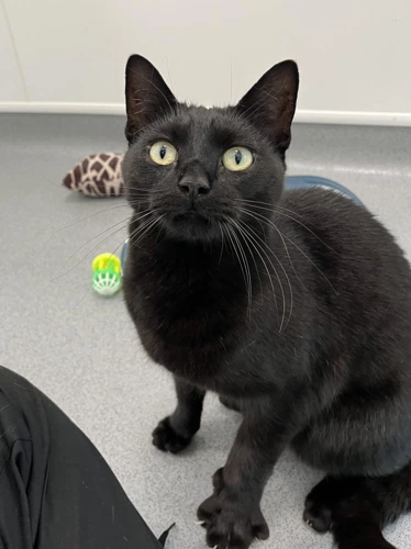 Bagheera