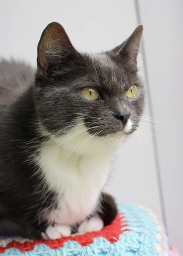 Agatha