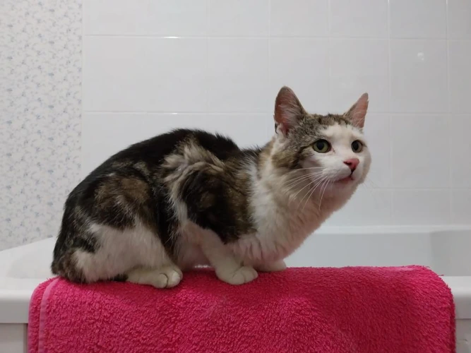 Cats Protection Arbroath & Central Angus Branch