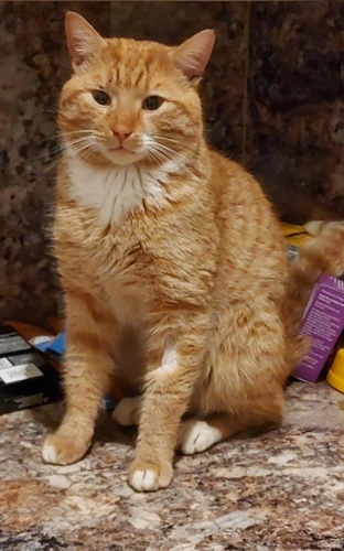 Emmet