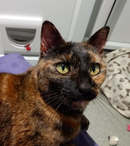 Bellatrix