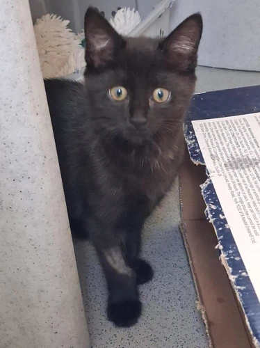 Little Morton