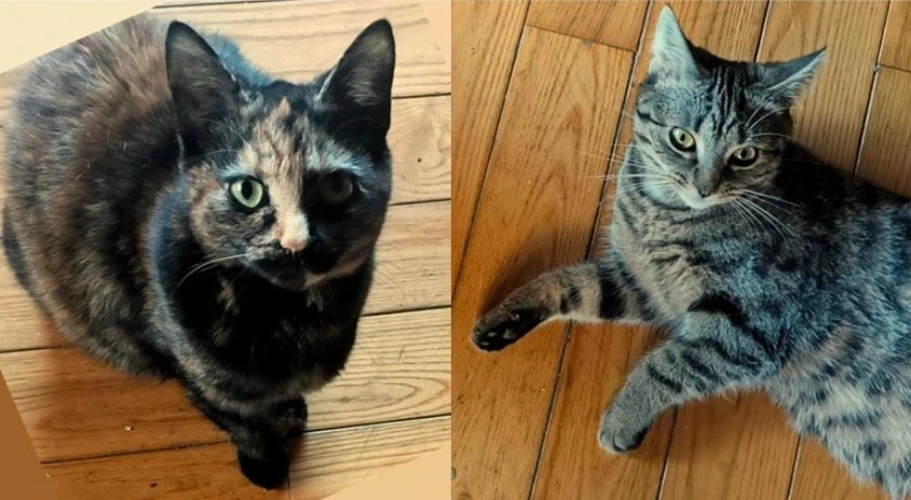 Heidi & Maple