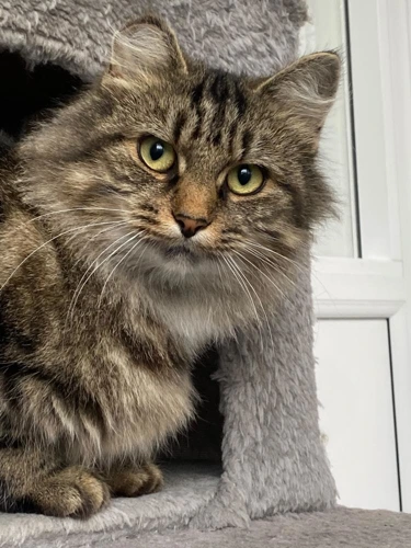 Rosie