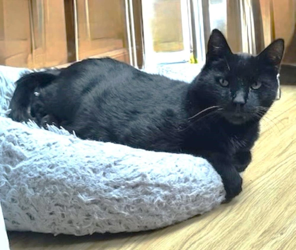 Raven *INDOOR CAT* - 15years