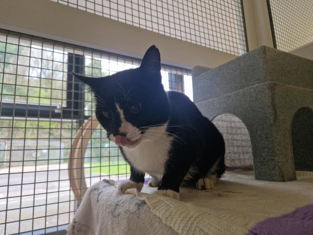 Patrick — Domestic Cat