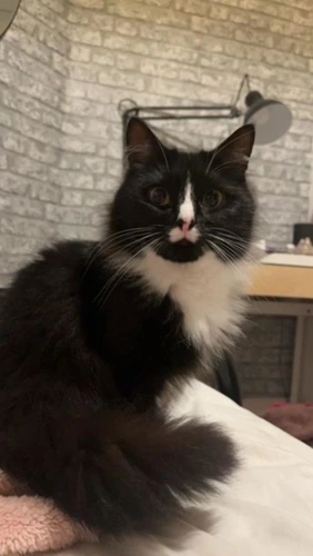 Stella (and Salem)