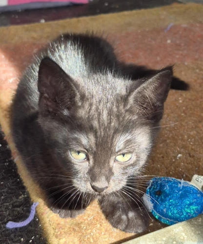 Kitten DD
