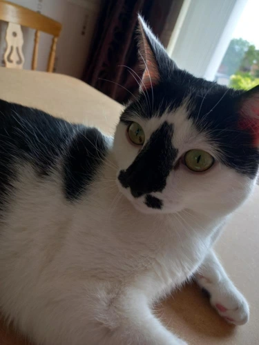Zorro