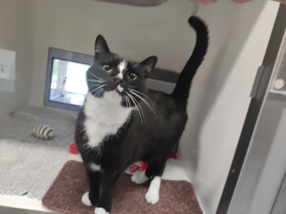 Buddy — Domestic Cat