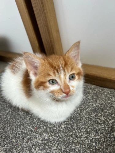 Sausage Roll