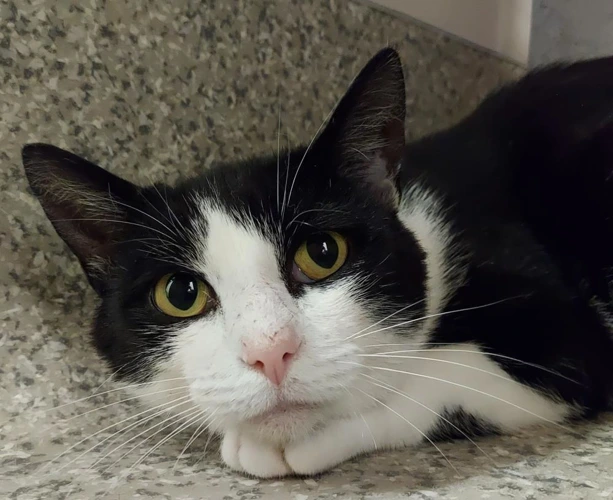 Kage 3y old male