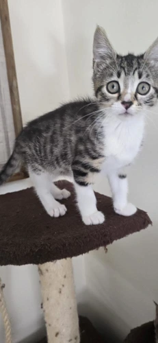 Tabby Queens K2 Iris