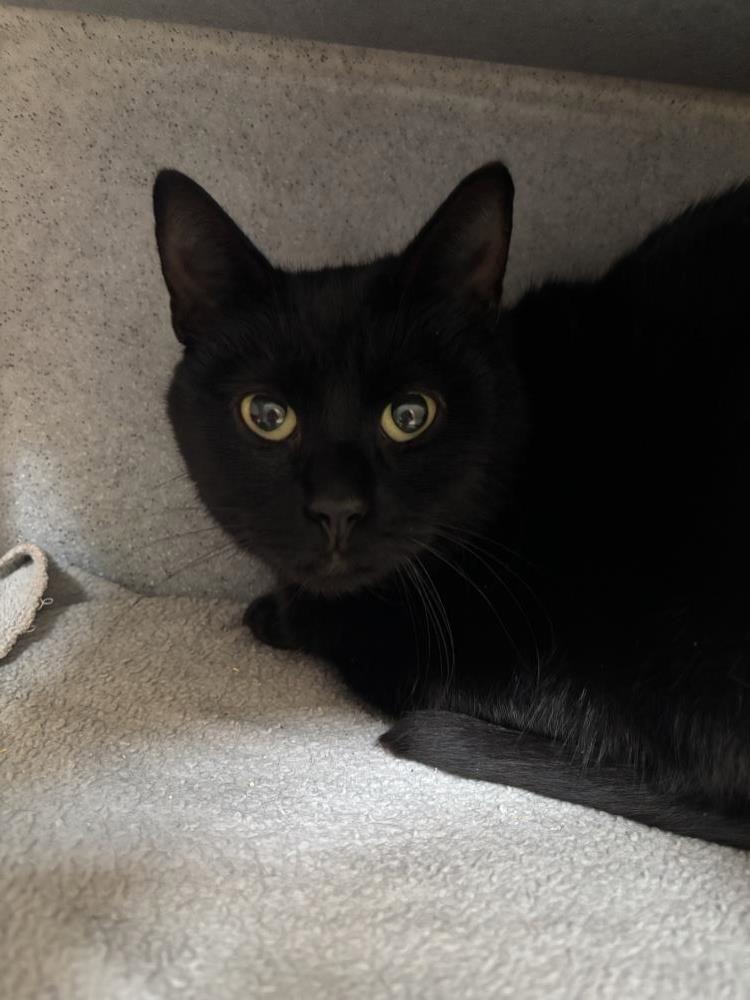 Fifi — Domestic Cat