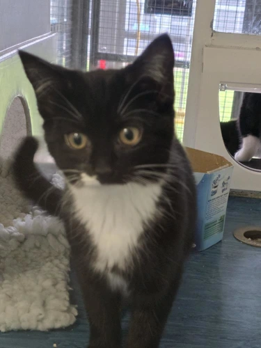 Freya