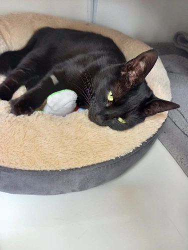 Coco