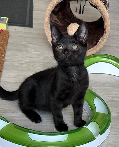 Cleo