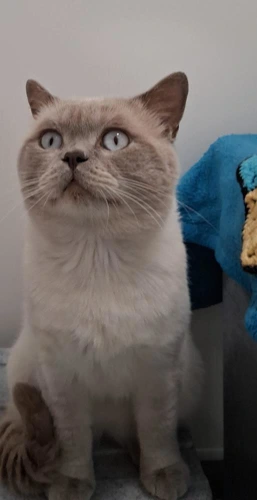 Oreo