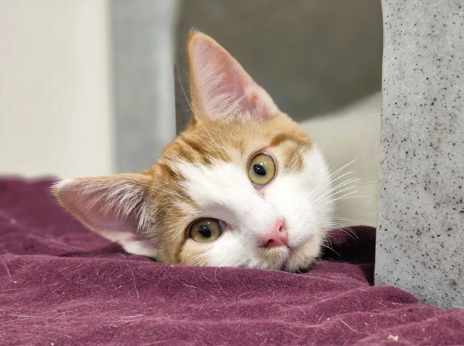 Cats Protection Harrow Homing Centre