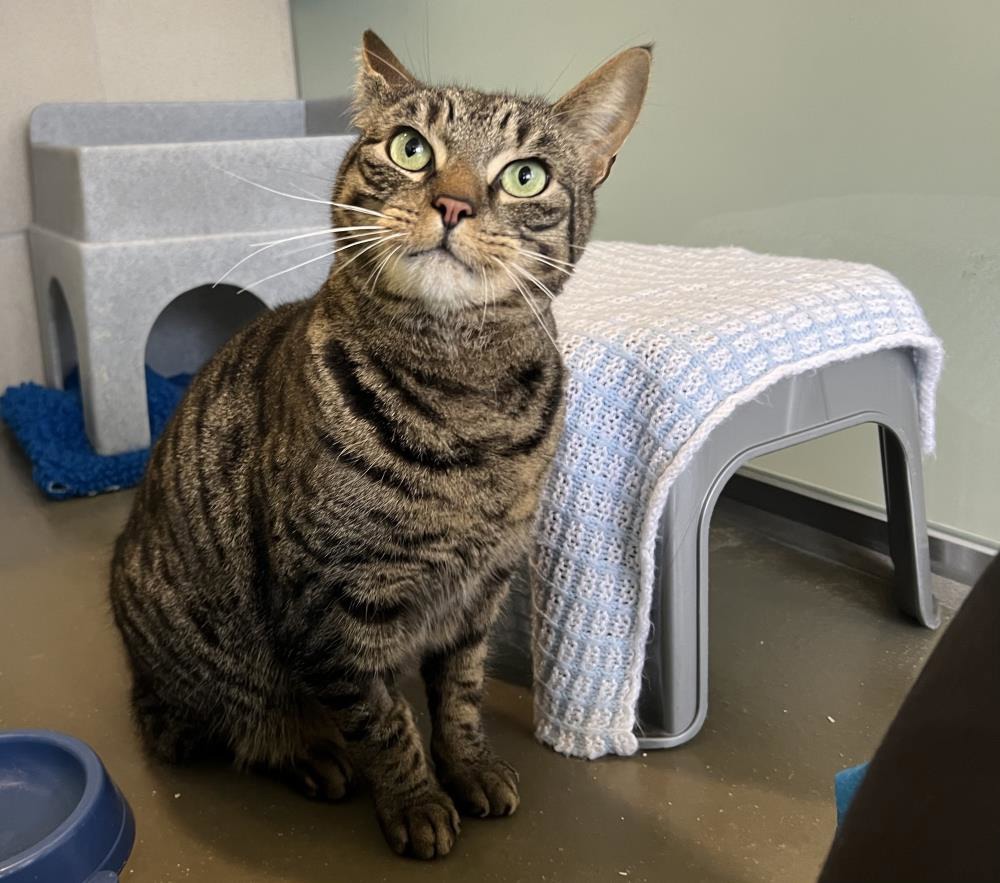 Find a cat near you Adopt a cat Cats Protection