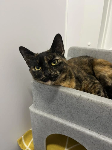 Marmalade