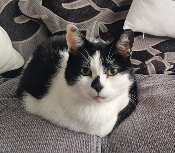 Domino