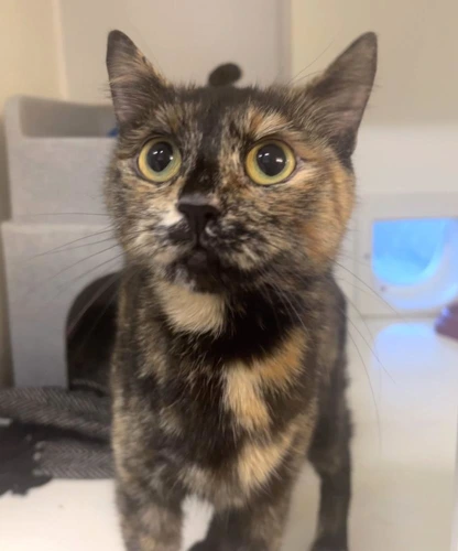 Nala