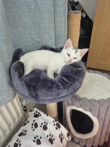 Lulu